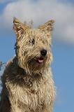 BOUVIER DES ARDENNES 309